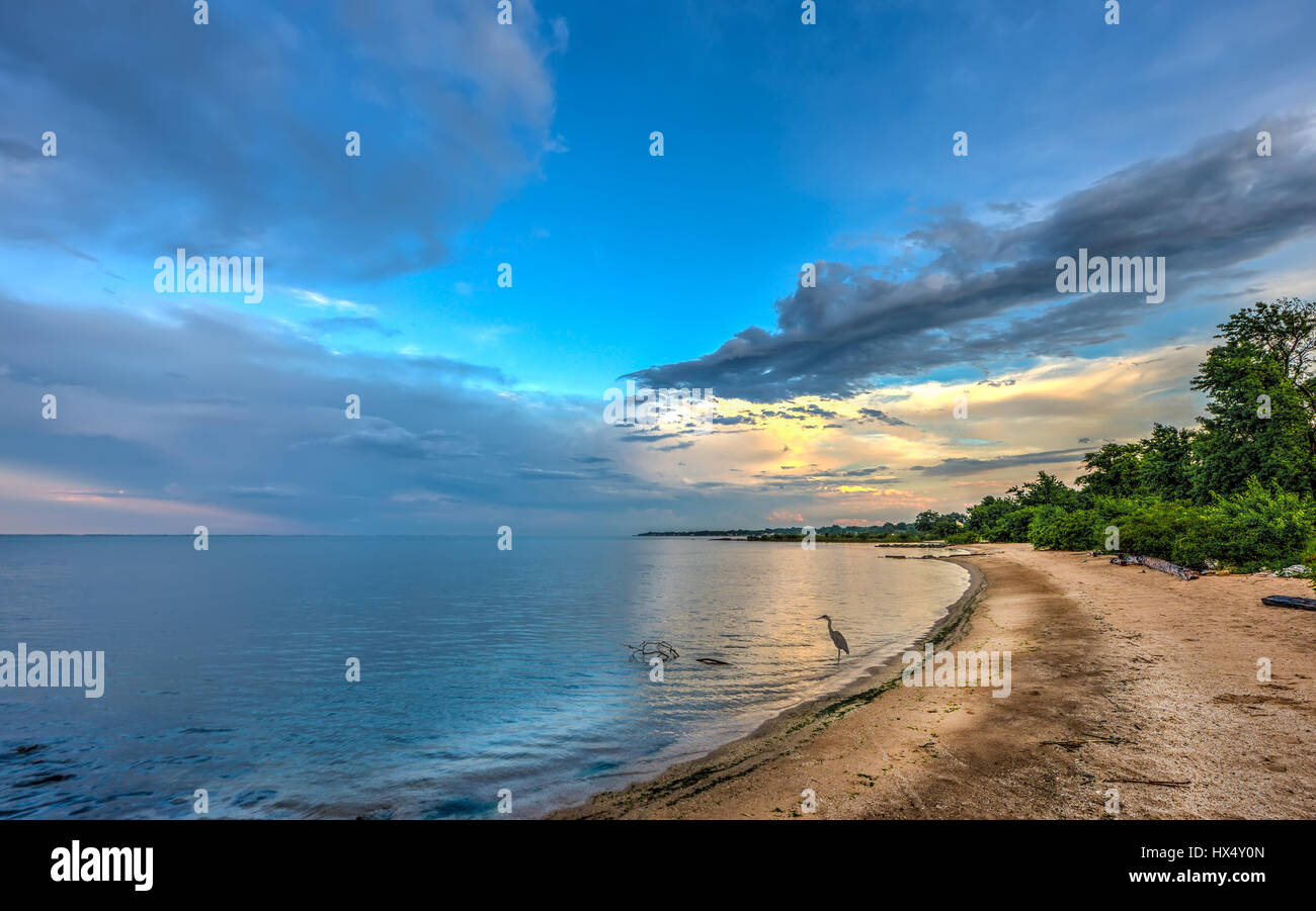 Grand Héron debout sur une plage au coucher du soleil de la baie de Chesapeake Banque D'Images