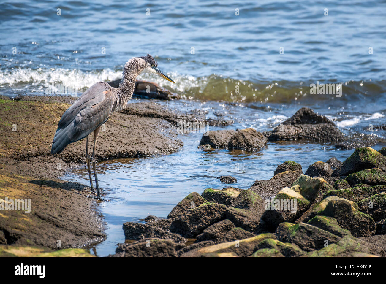 Grand Héron à un poisson sur la baie de Chesapeake dans le Maryland Banque D'Images