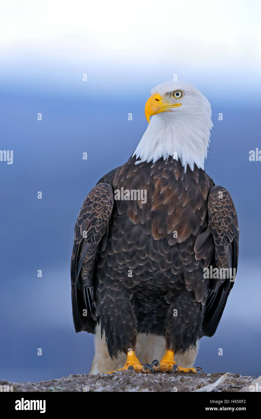 Portrait of mature Bald Eagle assis sur le sol, à la recherche d'alerte. Banque D'Images