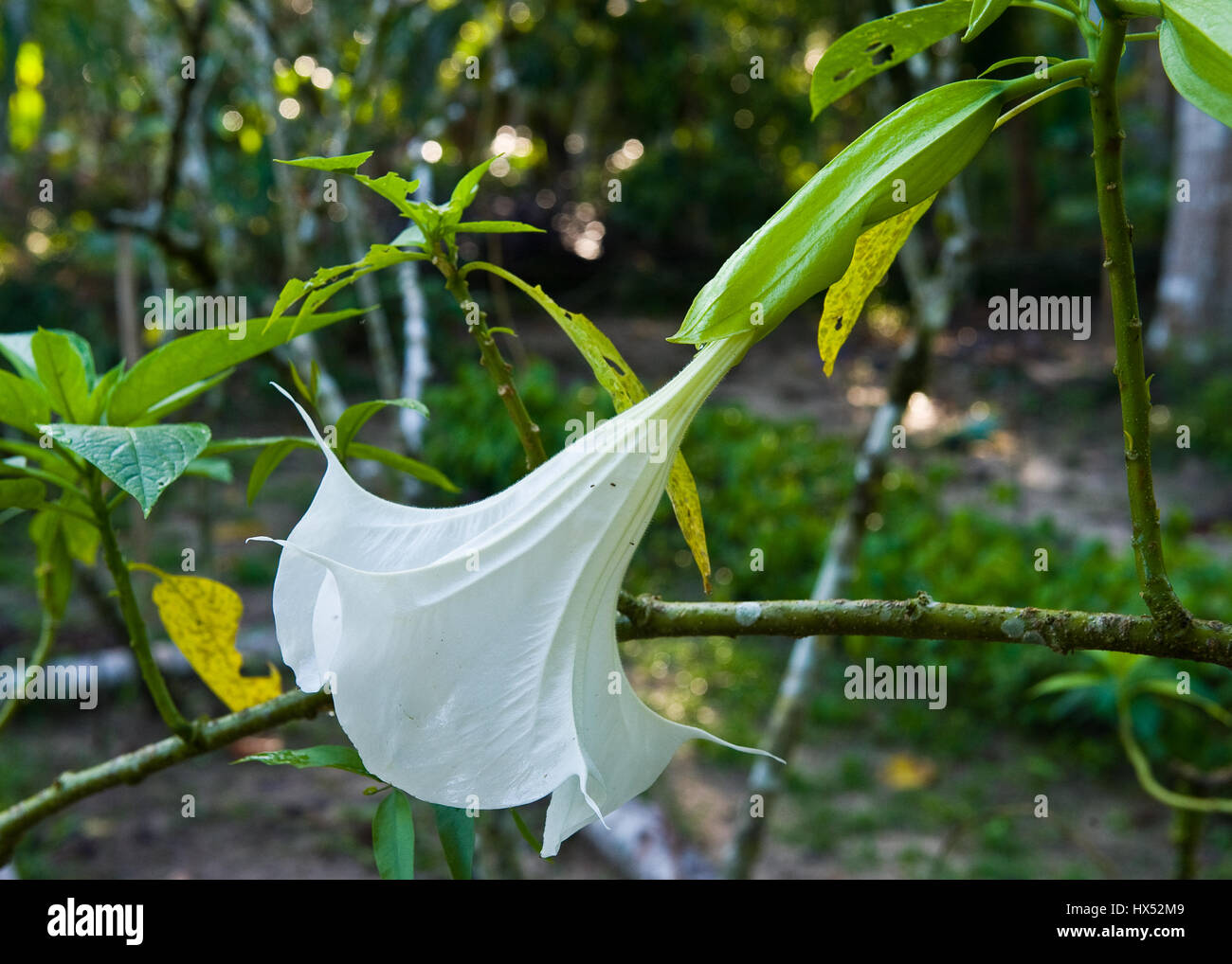 Centre de guérison de l'Ayahuasca au Pérou Banque D'Images