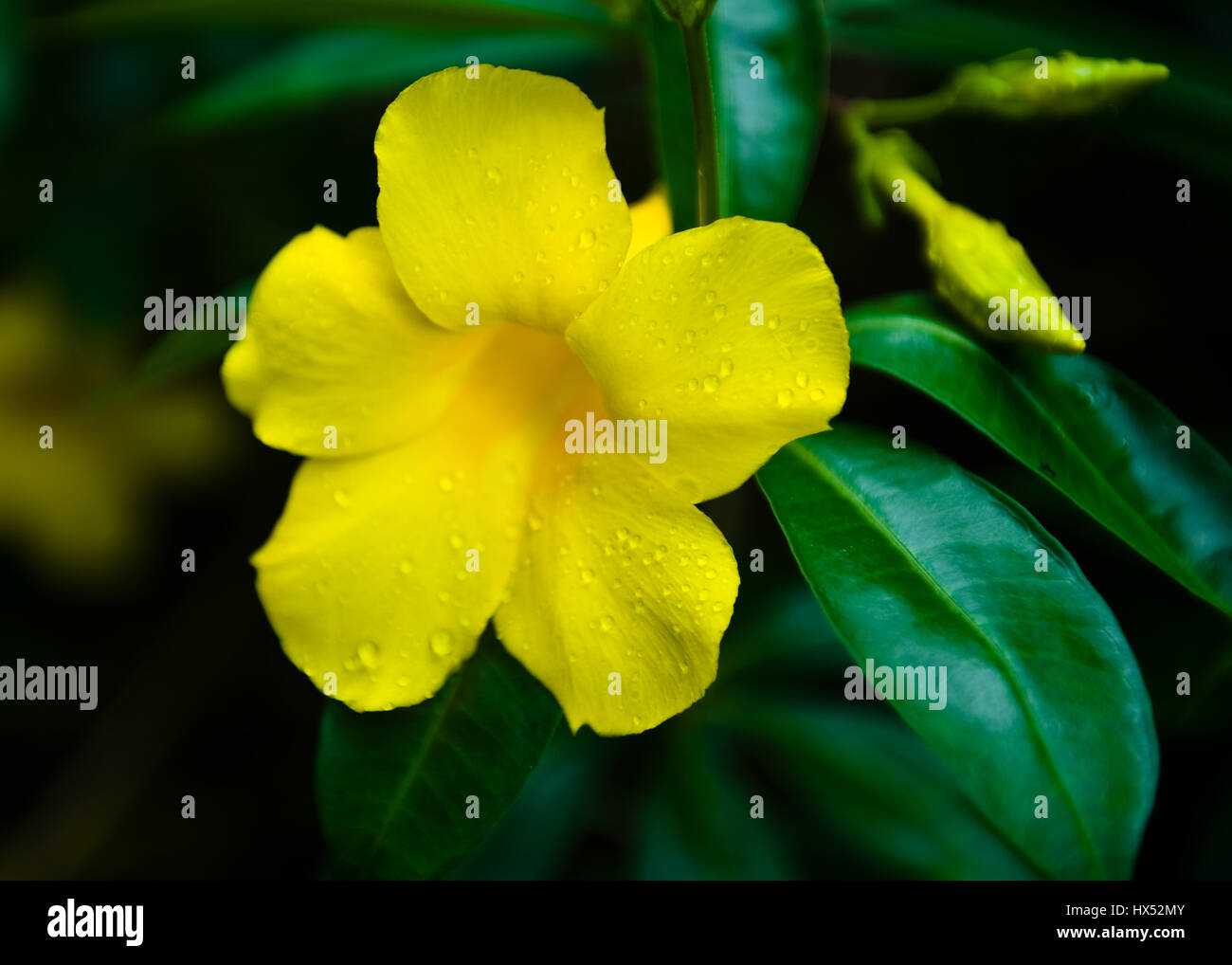Centre de guérison de l'Ayahuasca au Pérou Banque D'Images