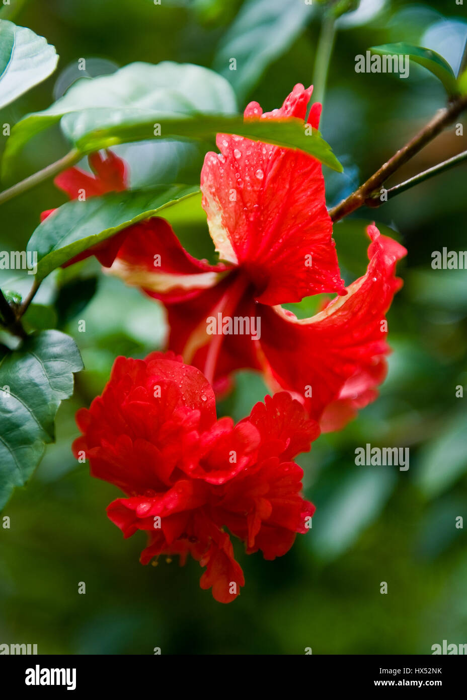Centre de guérison de l'Ayahuasca au Pérou Banque D'Images