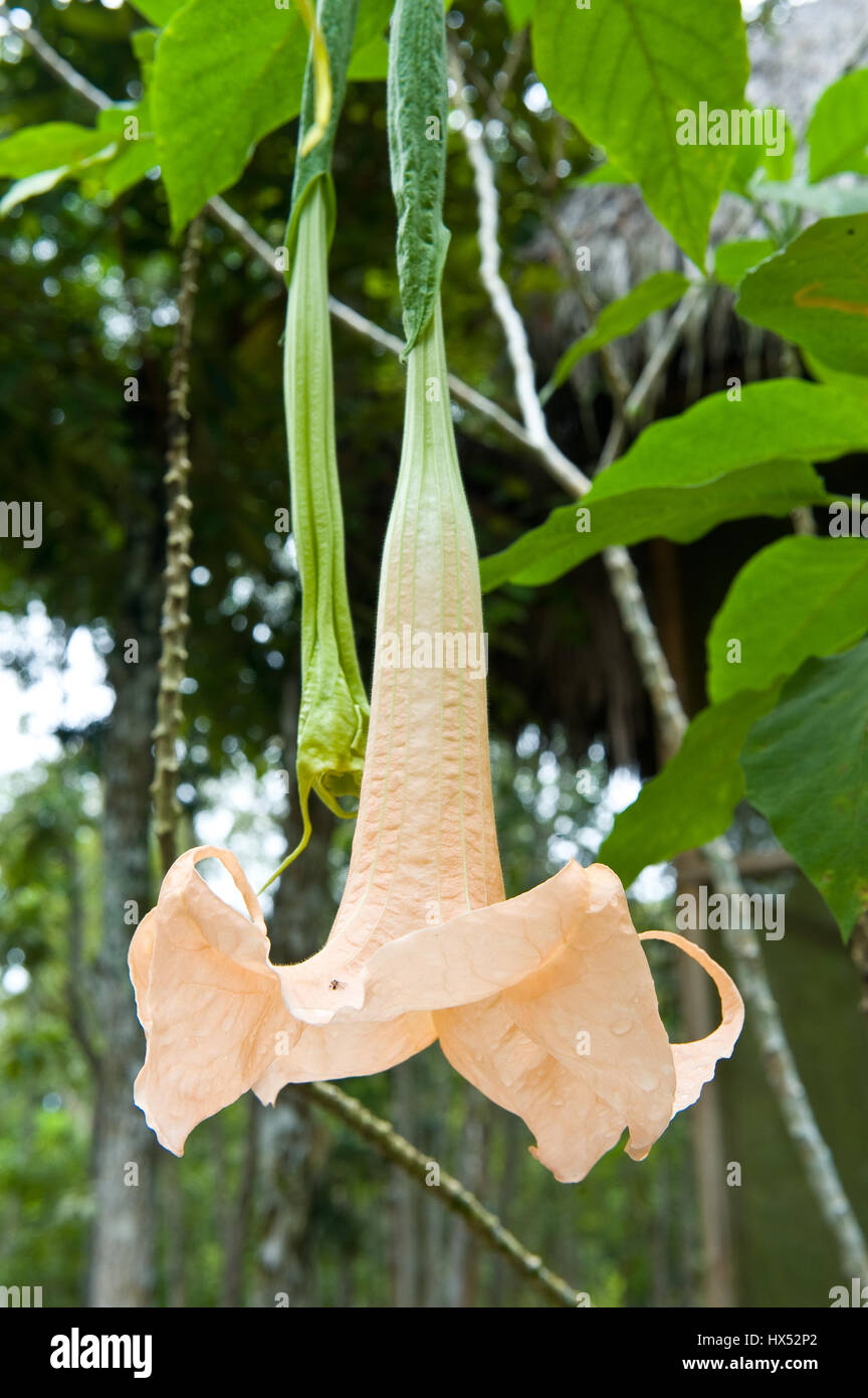Centre de guérison de l'Ayahuasca au Pérou Banque D'Images