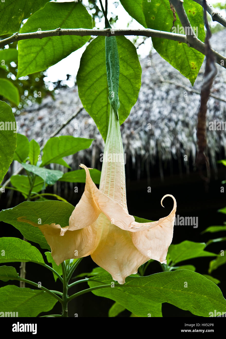 Centre de guérison de l'Ayahuasca au Pérou Banque D'Images