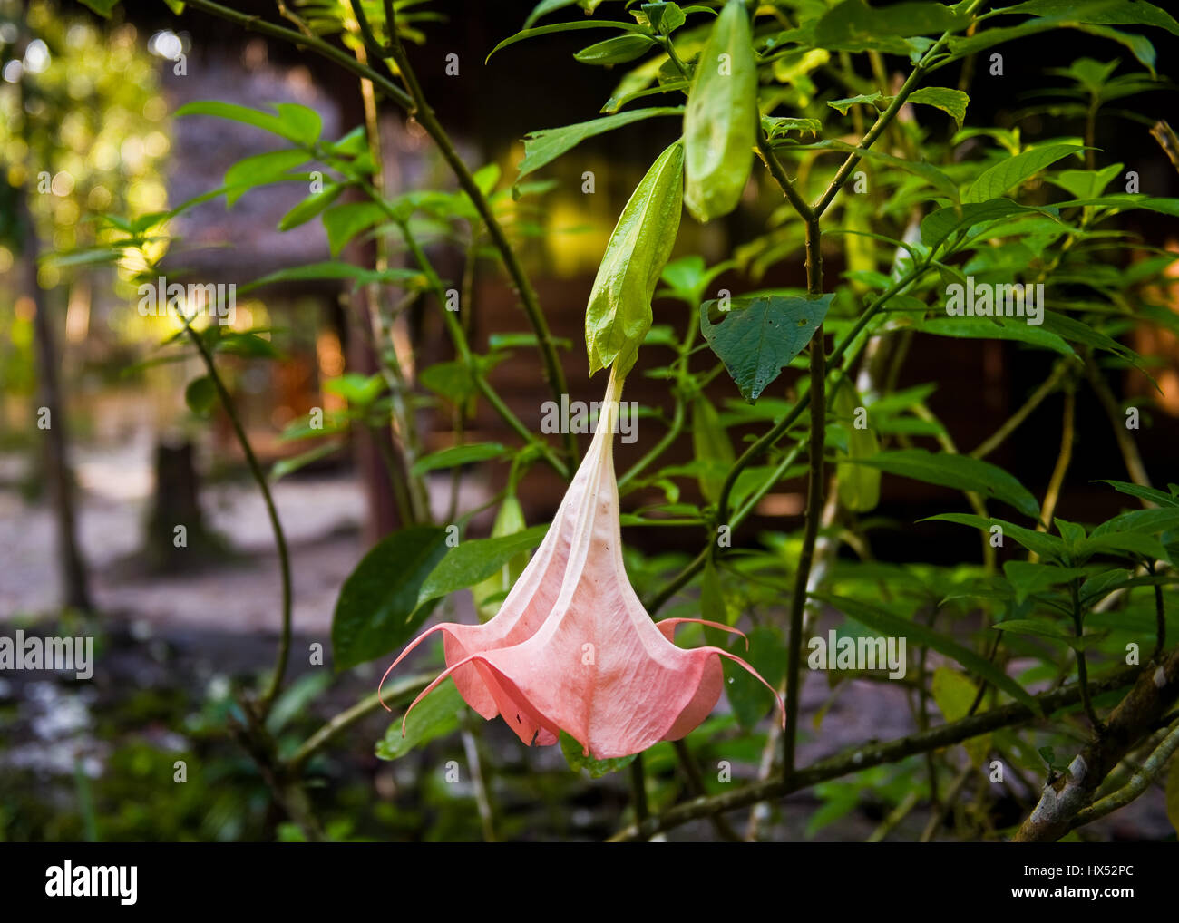 Centre de guérison de l'Ayahuasca au Pérou Banque D'Images
