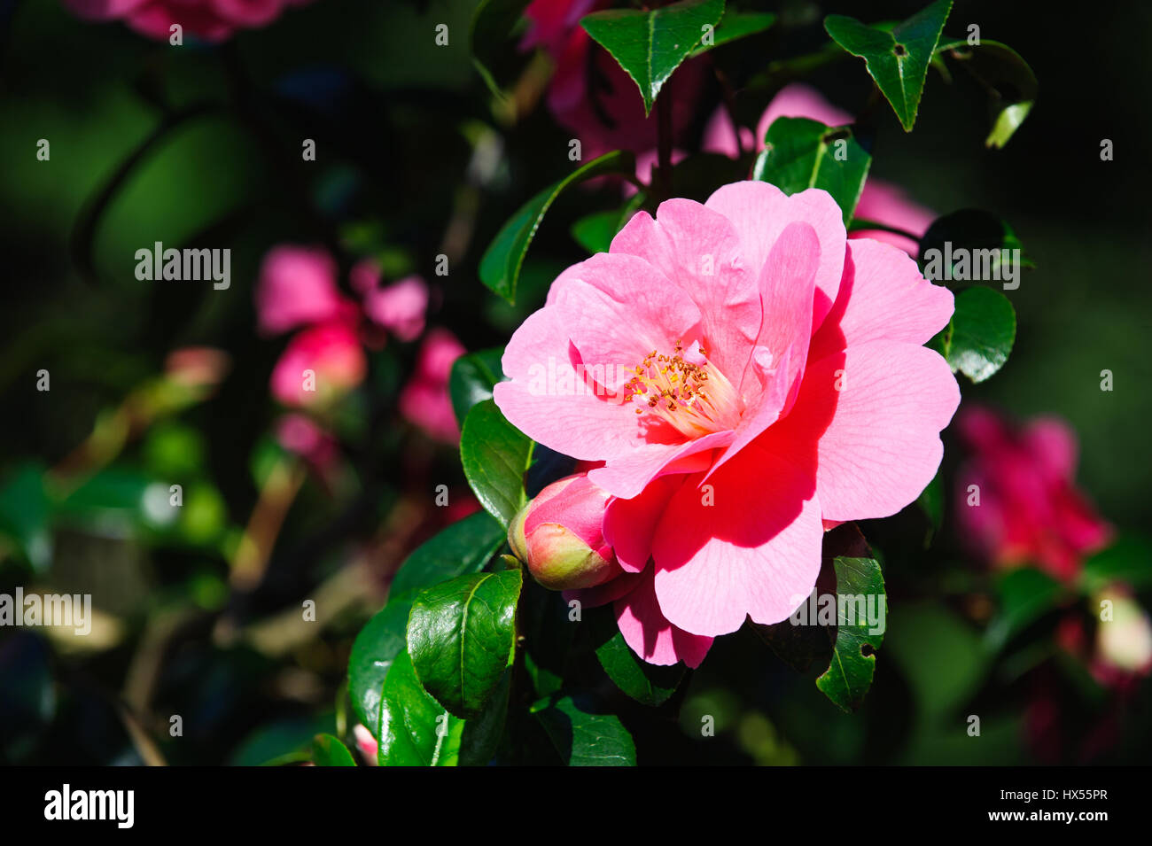 Fleur de camélia rose sur jardin ensoleillé Banque D'Images