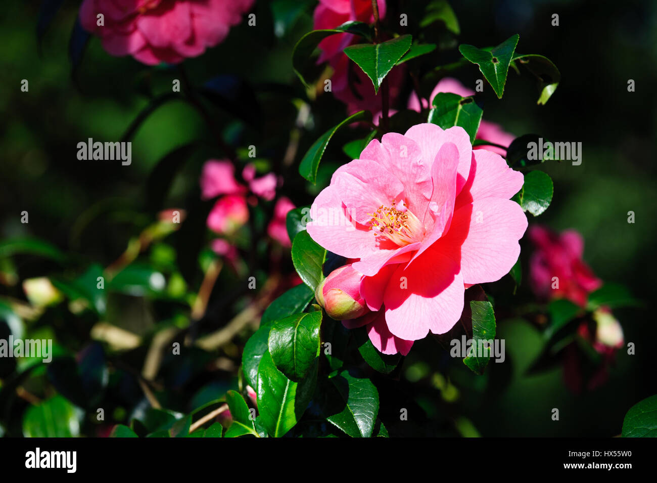 Fleur de camélia rose sur jardin ensoleillé Banque D'Images