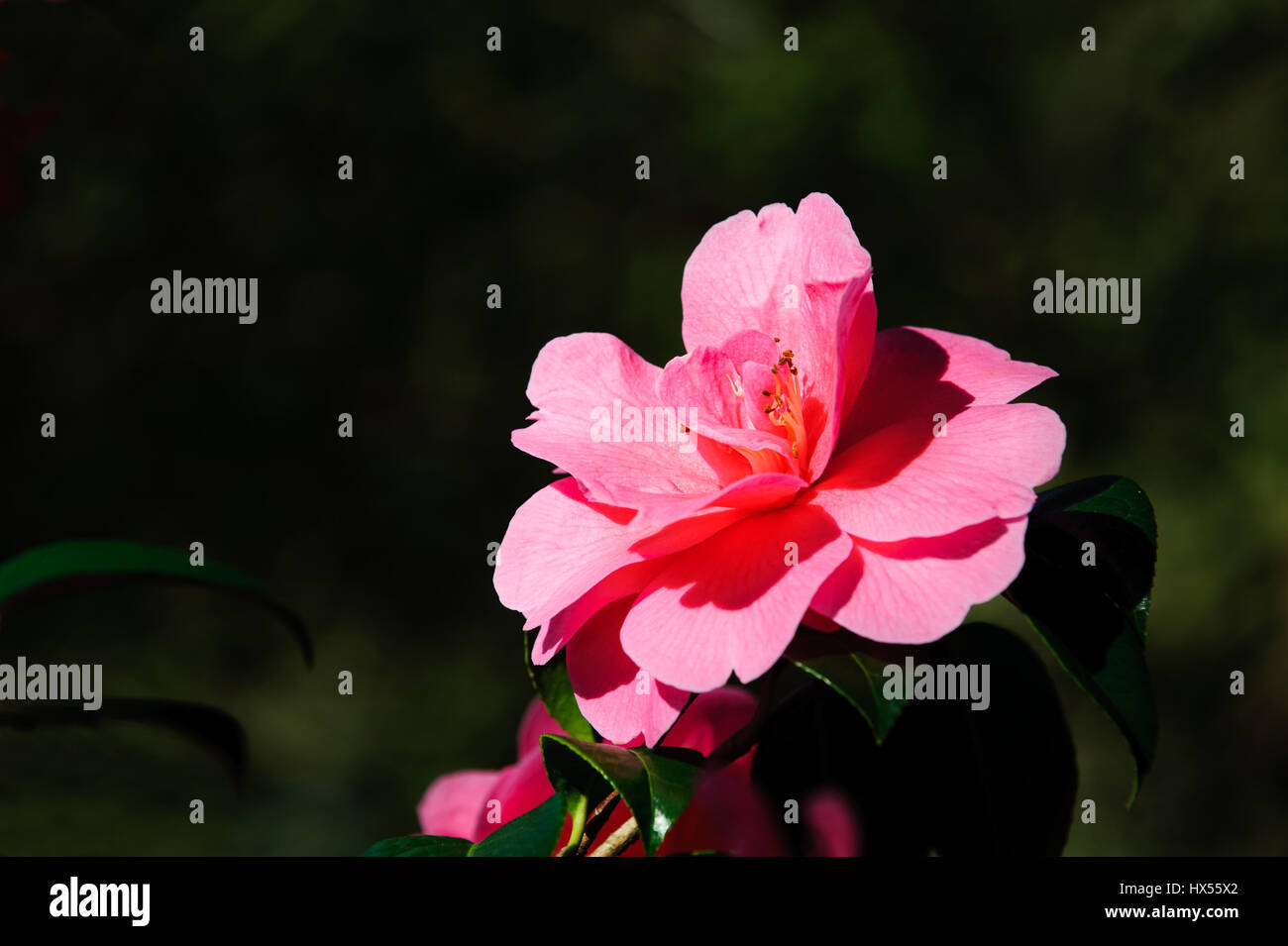 Fleur de camélia rose aux beaux jours de printemps Banque D'Images