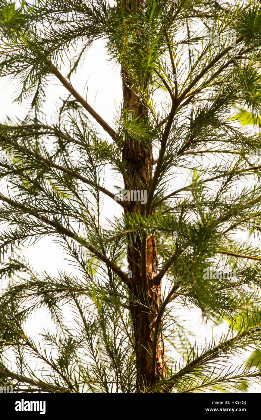 Melaleuca alternifolia arbre Banque D'Images