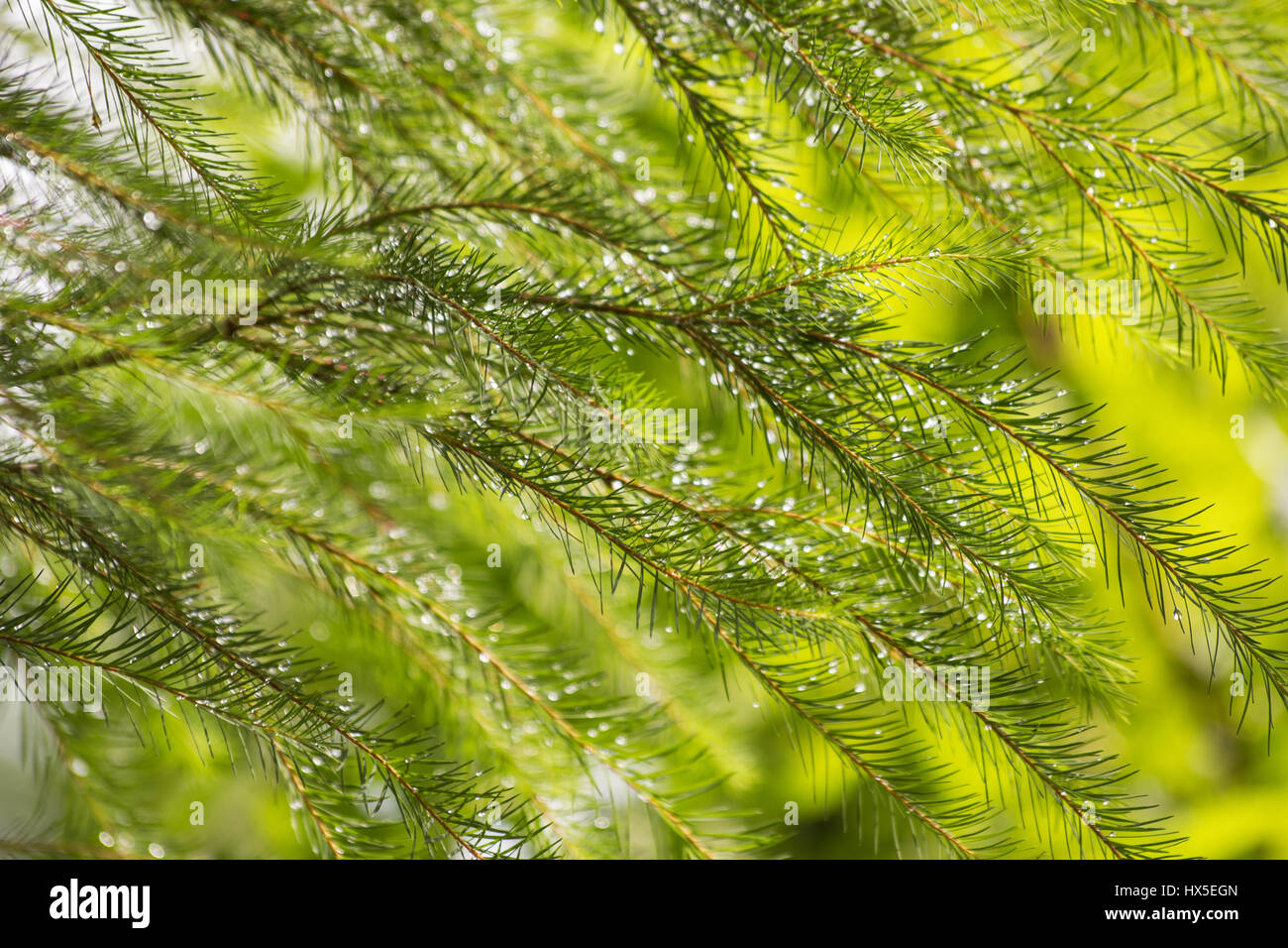 Melaleuca alternifolia arbre Banque D'Images