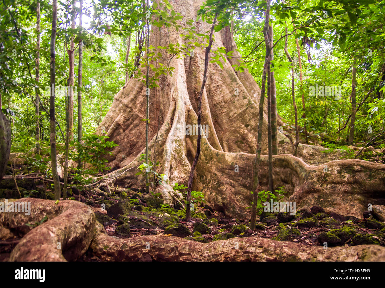 La forêt ancienne arbre avec des racines contrefort Banque D'Images