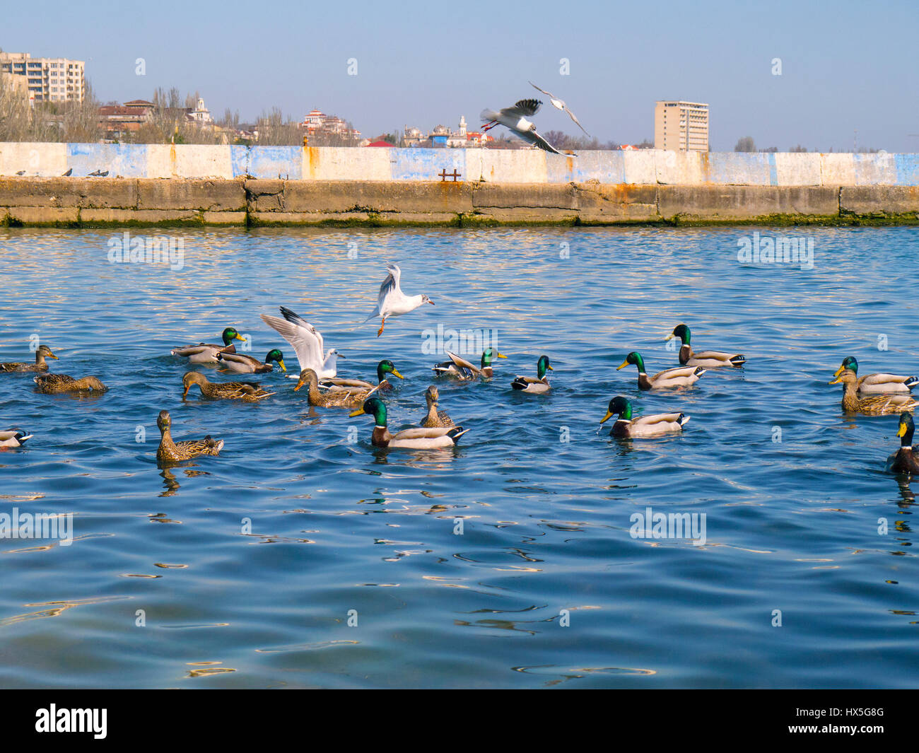 La belle les canards et les mouettes sur la mer Banque D'Images