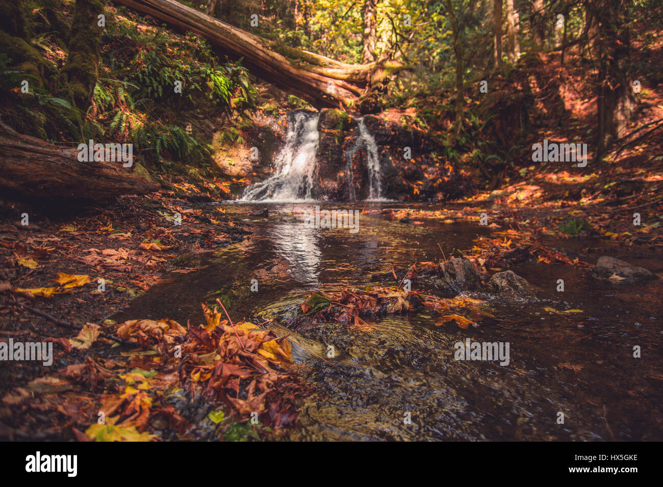 L'automne dans le Nord-Ouest du Pacifique des États-Unis. Les feuilles d'automne colorés sont tirés vers le bas un léger souffle avec une cascade en arrière-plan. Banque D'Images