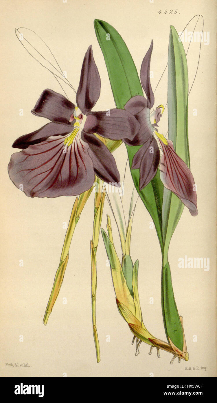 Miltonia spectabilis var. purpureo, violacea Curtis' 75 (Ser. N° 3 5) pl. 4425 (1849) Banque D'Images