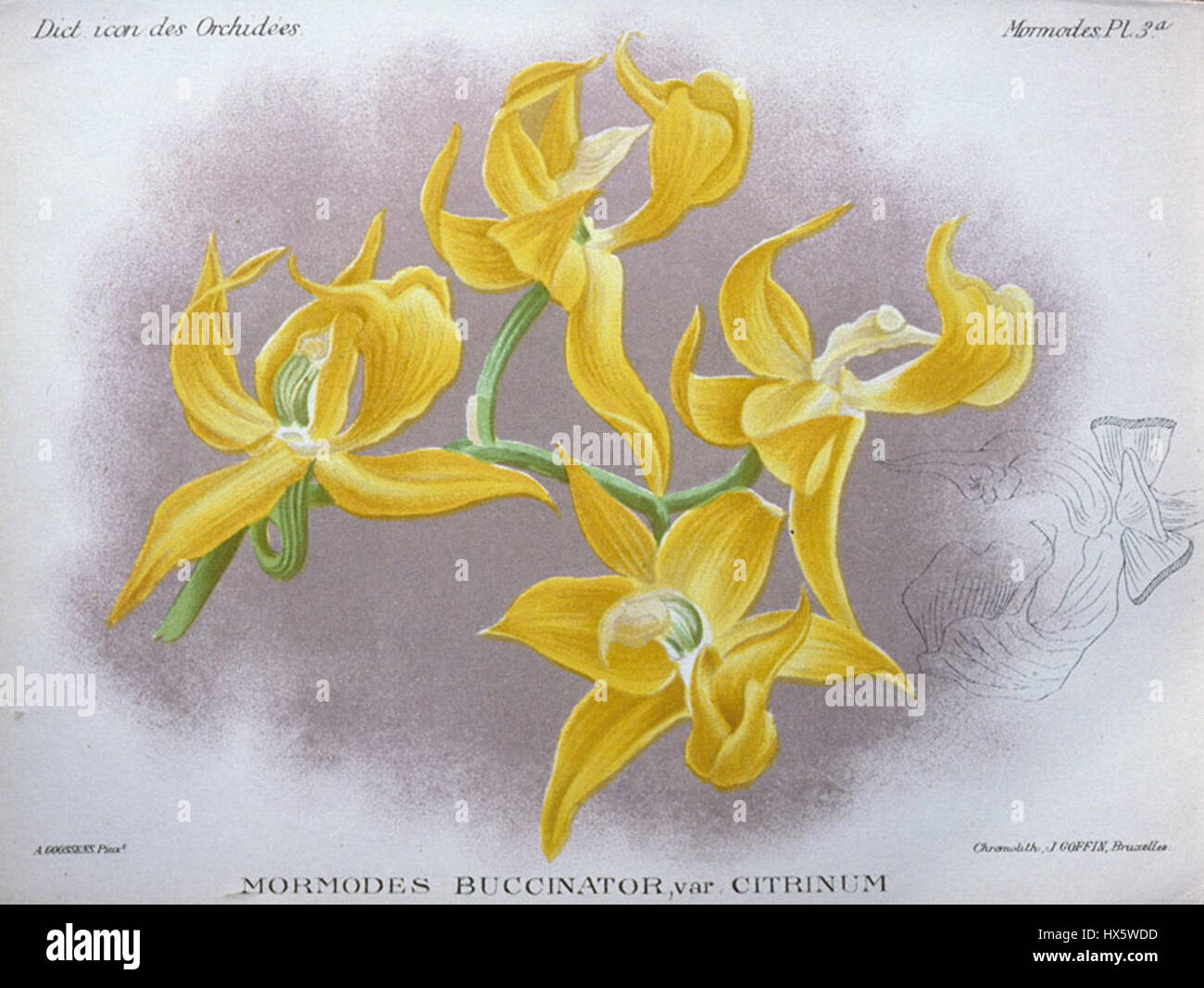 L'illustration de mormodes buccinator, publiée dans 'Dict. Icône. Orch' (1896), présente cette espèce d'orchidée dans une plaque botanique détaillée, reflétant la précision de l'illustration botanique du XIXe siècle. Banque D'Images