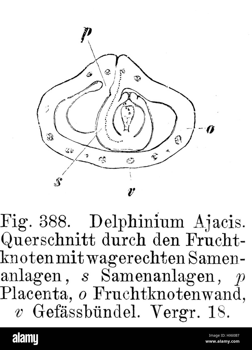 Cette illustration botanique de 1900 par Strasburger représente la disposition horizontale des graines dans les plantes, illustrant la structure détaillée de la formation des graines. L'image fait partie d'une étude sur la biologie végétale et le développement des semences. Banque D'Images