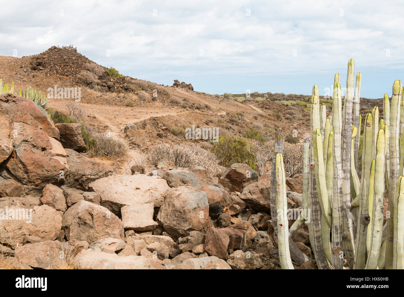 L'euphorbe ésule Canaries cactus et sentier près de Las Galletas à Tenerife, Espagne. Banque D'Images