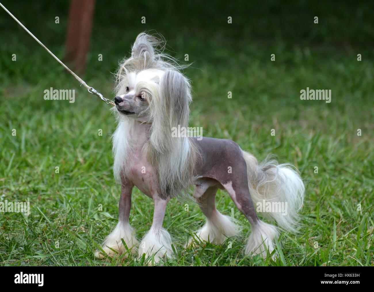 Aussi Connu Sous Le Nom De Powderpuff Le Chien Chinois à