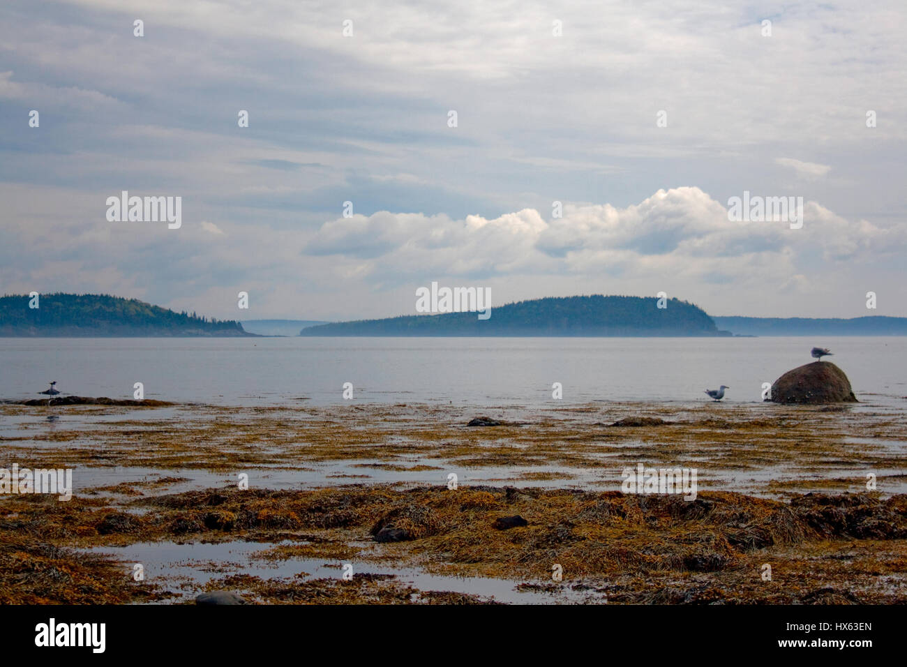 Une marine de la côte du Maine avec des algues et les goélands. Banque D'Images