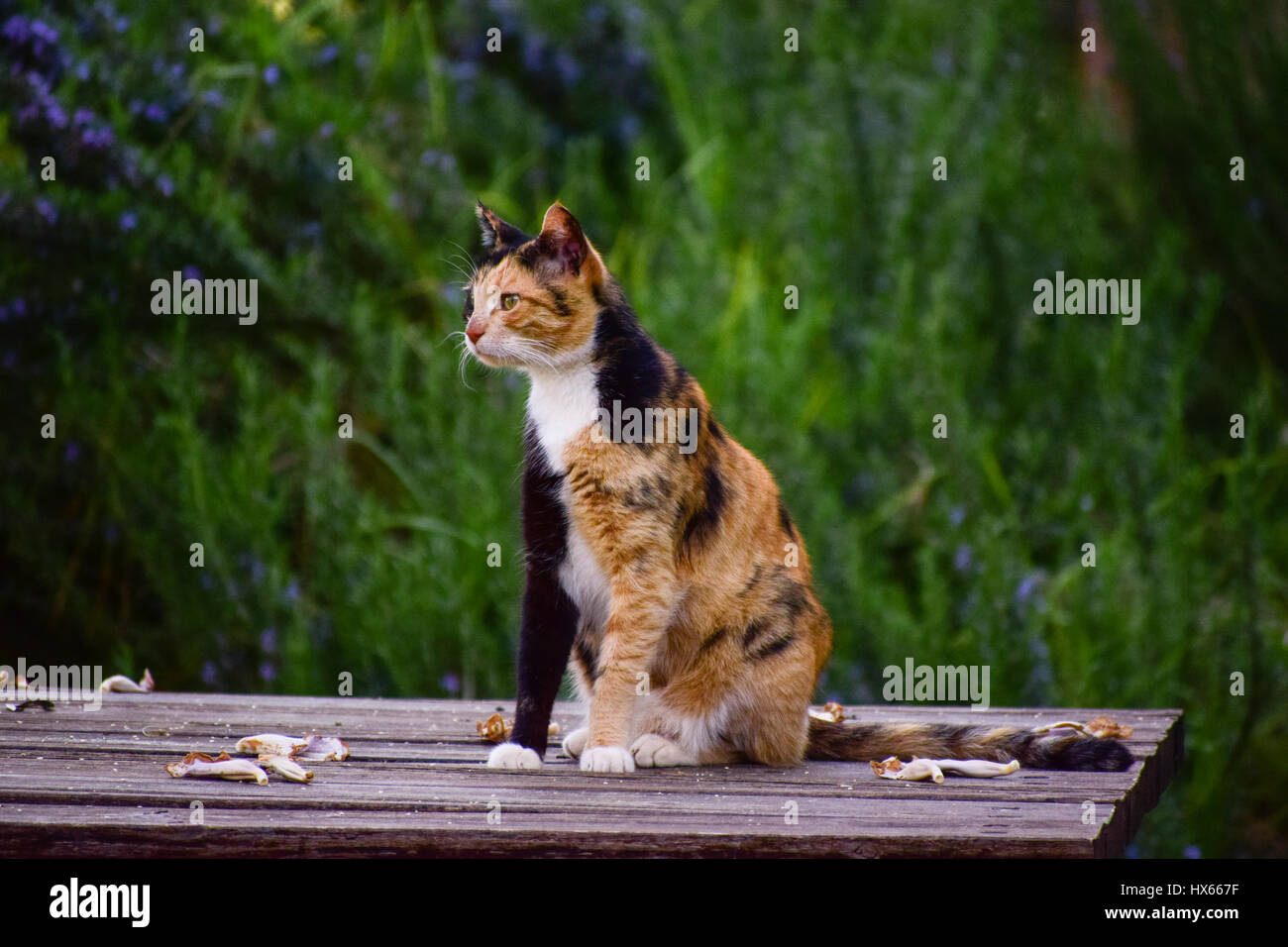 Un curieux chat Israélien assis sur un banc de parc Banque D'Images