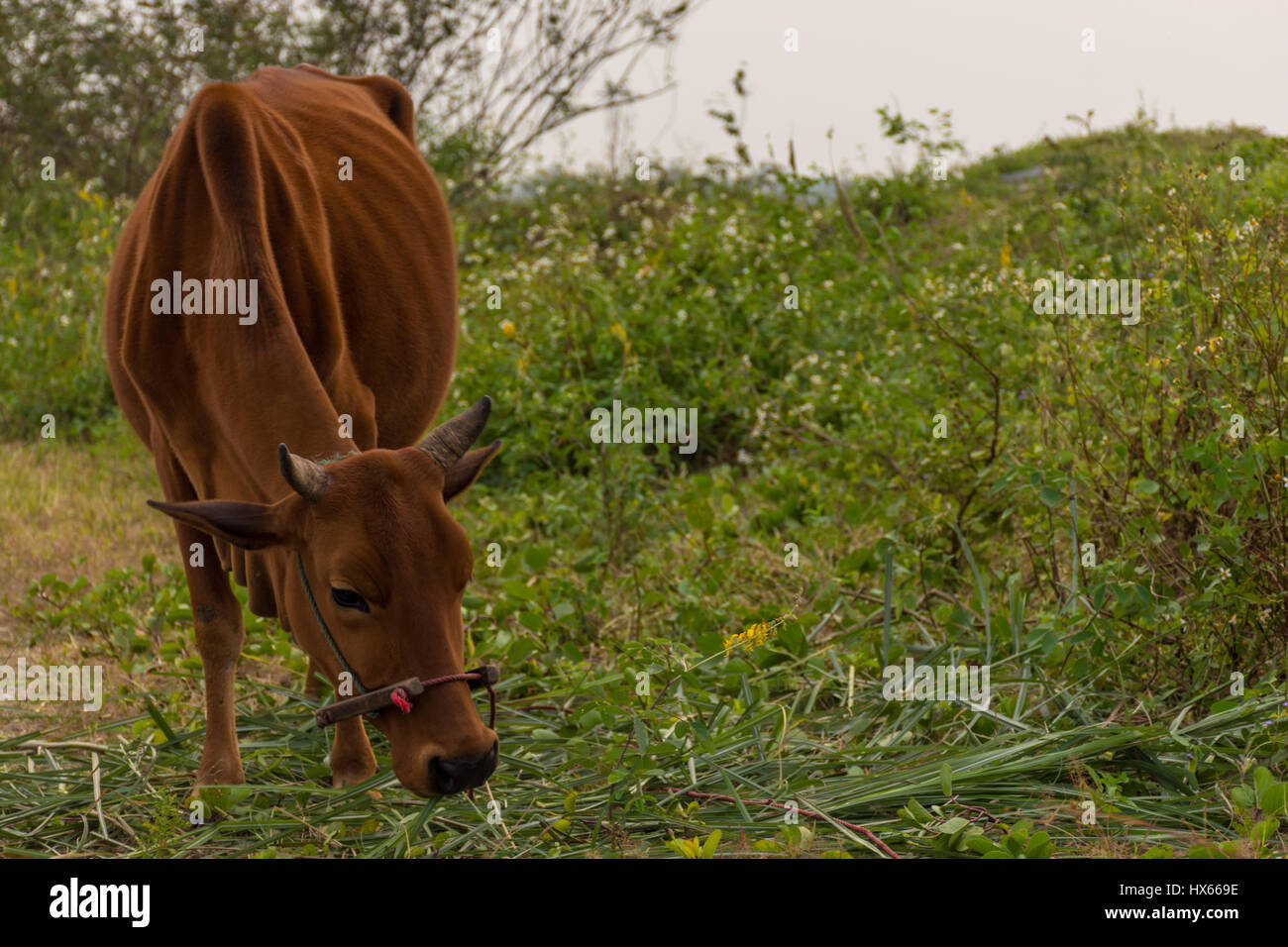 Belle vache brune sur le pâturage d'herbe sauvage dans Hoian, Vietnam. Banque D'Images