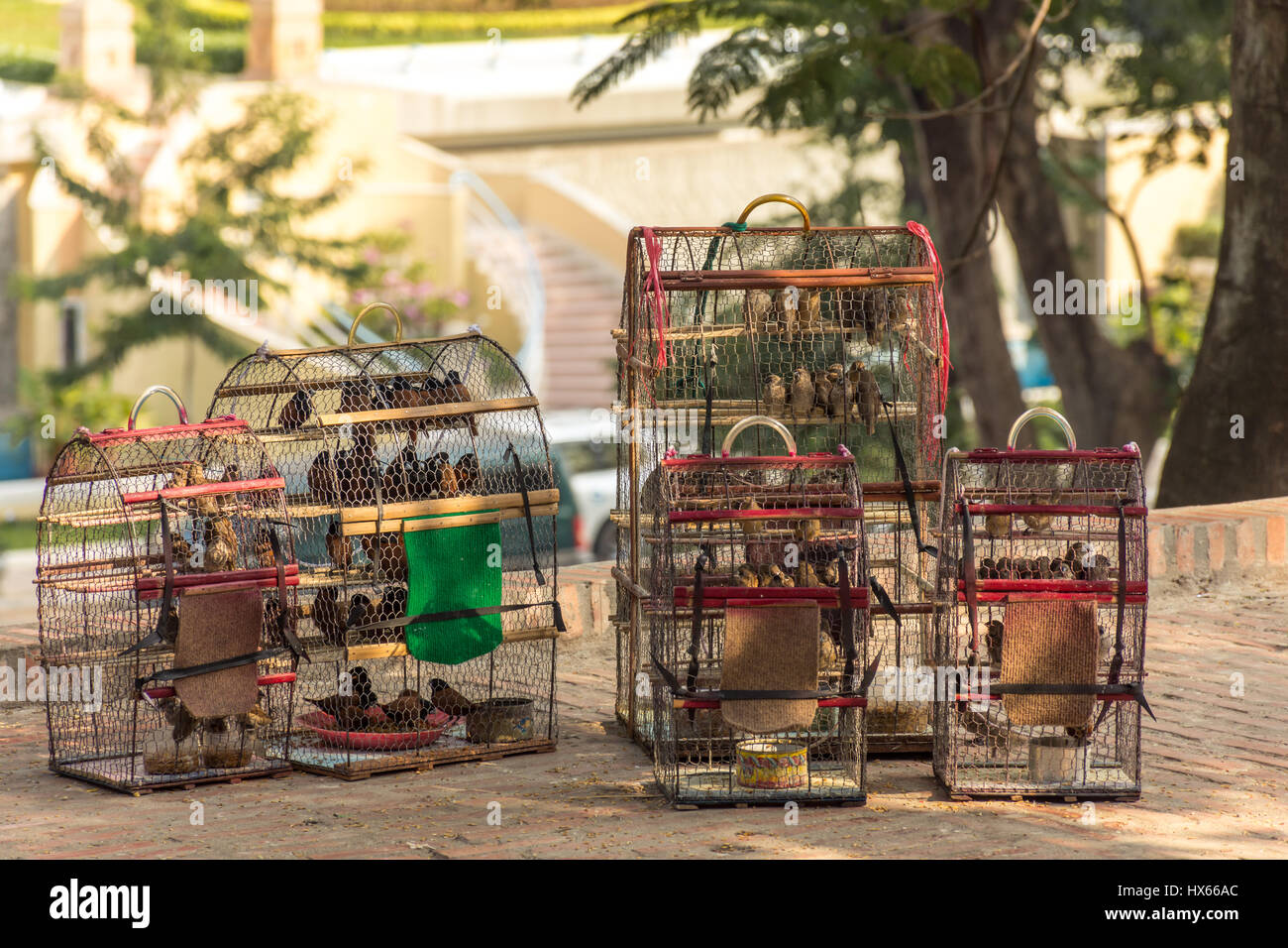 5 Les cages à oiseaux plein de petits oiseaux à vendre à l'ombre près d'un temple au Cambodge. Banque D'Images