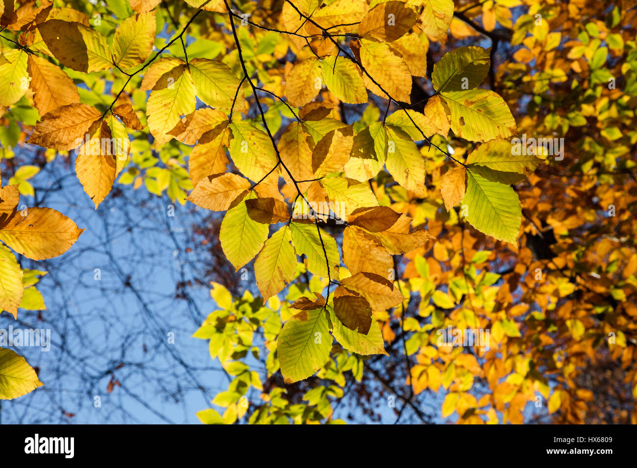 Belles couleurs d'automne les feuilles d'automne des arbres dans les terres boisées de l'Ohio USA Banque D'Images