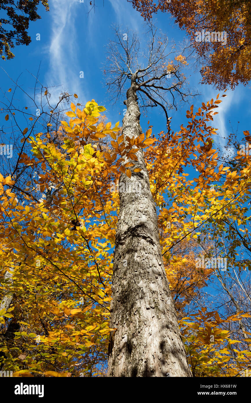 Belles couleurs d'automne les feuilles d'automne des arbres dans les terres boisées de l'Ohio USA Banque D'Images