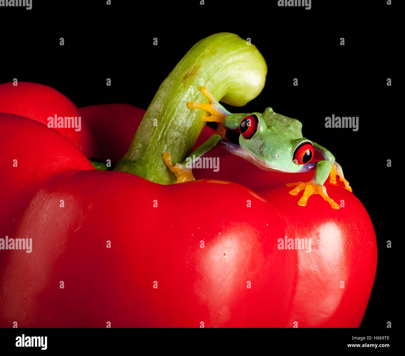 Un pouce Red eyed tree frog sur un poivron rouge Banque D'Images