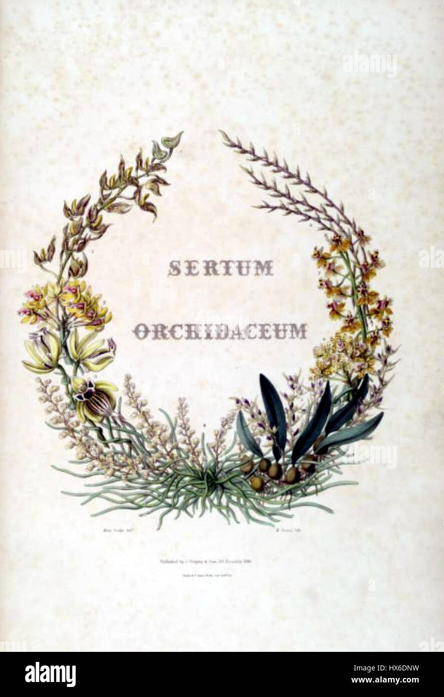 Le frontispice du 'Sertum Lindley', une œuvre botanique. Cette pièce présente des illustrations complexes d'espèces végétales, reflétant l'importance des études botaniques au XIXe siècle. Banque D'Images