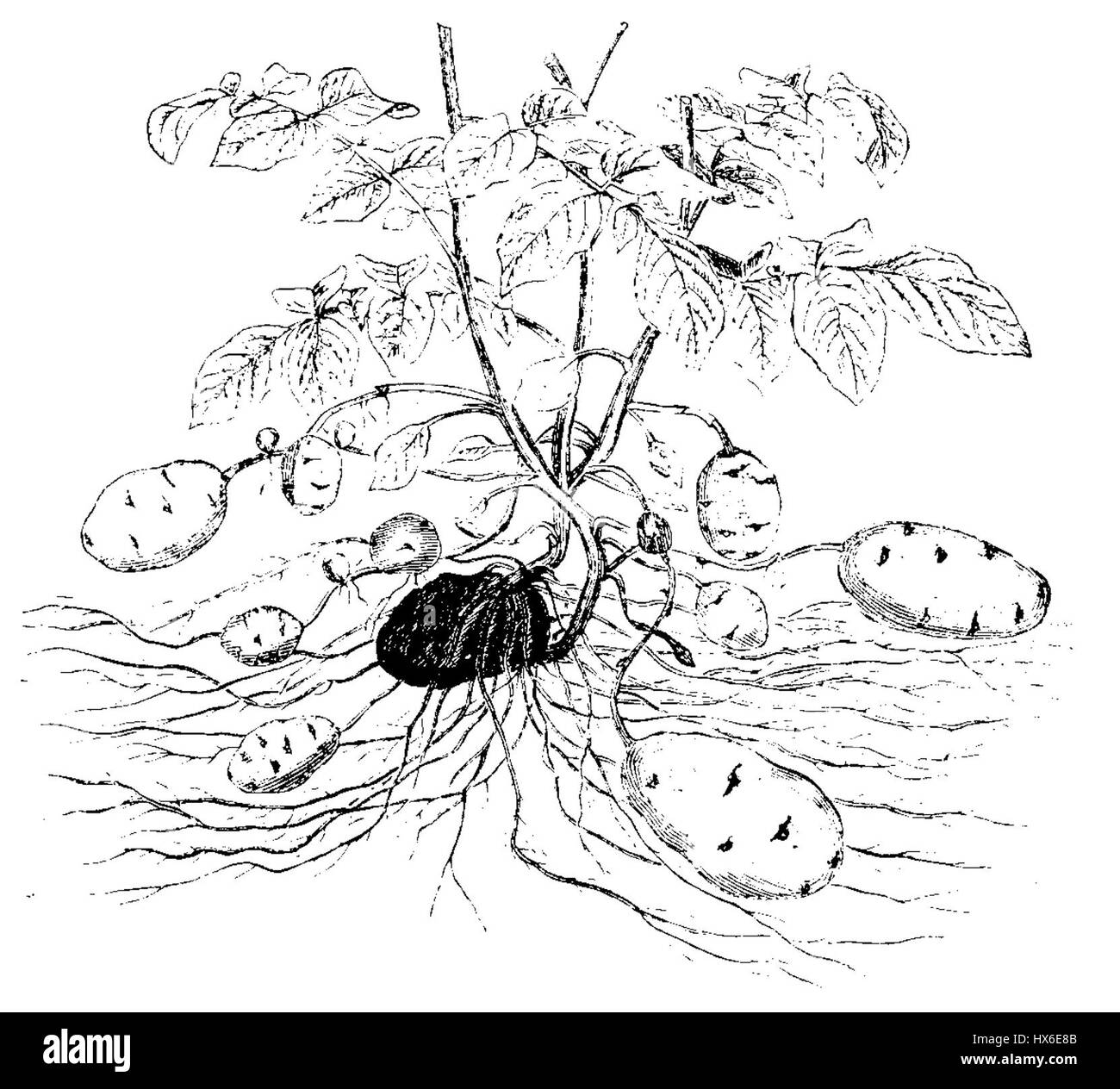 *Solanum tuberosum*, communément appelée pomme de terre, a été décrite en 1900 par le botaniste allemand Strasburger. Cette espèce de plante, originaire des Amériques, est devenue une culture de base dans le monde entier en raison de sa polyvalence et de sa valeur nutritionnelle. La pomme de terre est cruciale dans l'agriculture et la cuisine mondiales. Banque D'Images