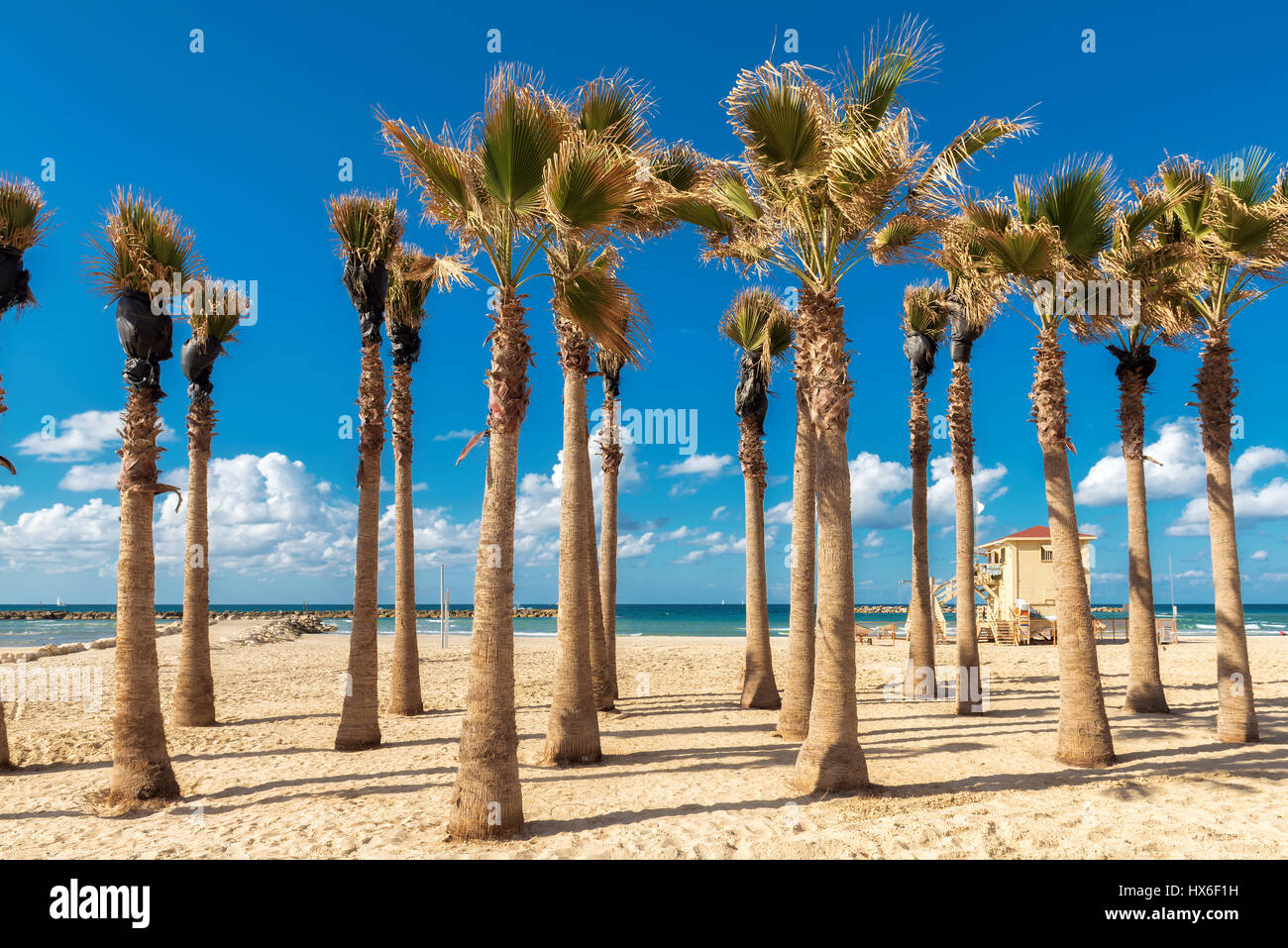 Palmiers sur la plage de sable de Tel Aviv, Israël. Banque D'Images