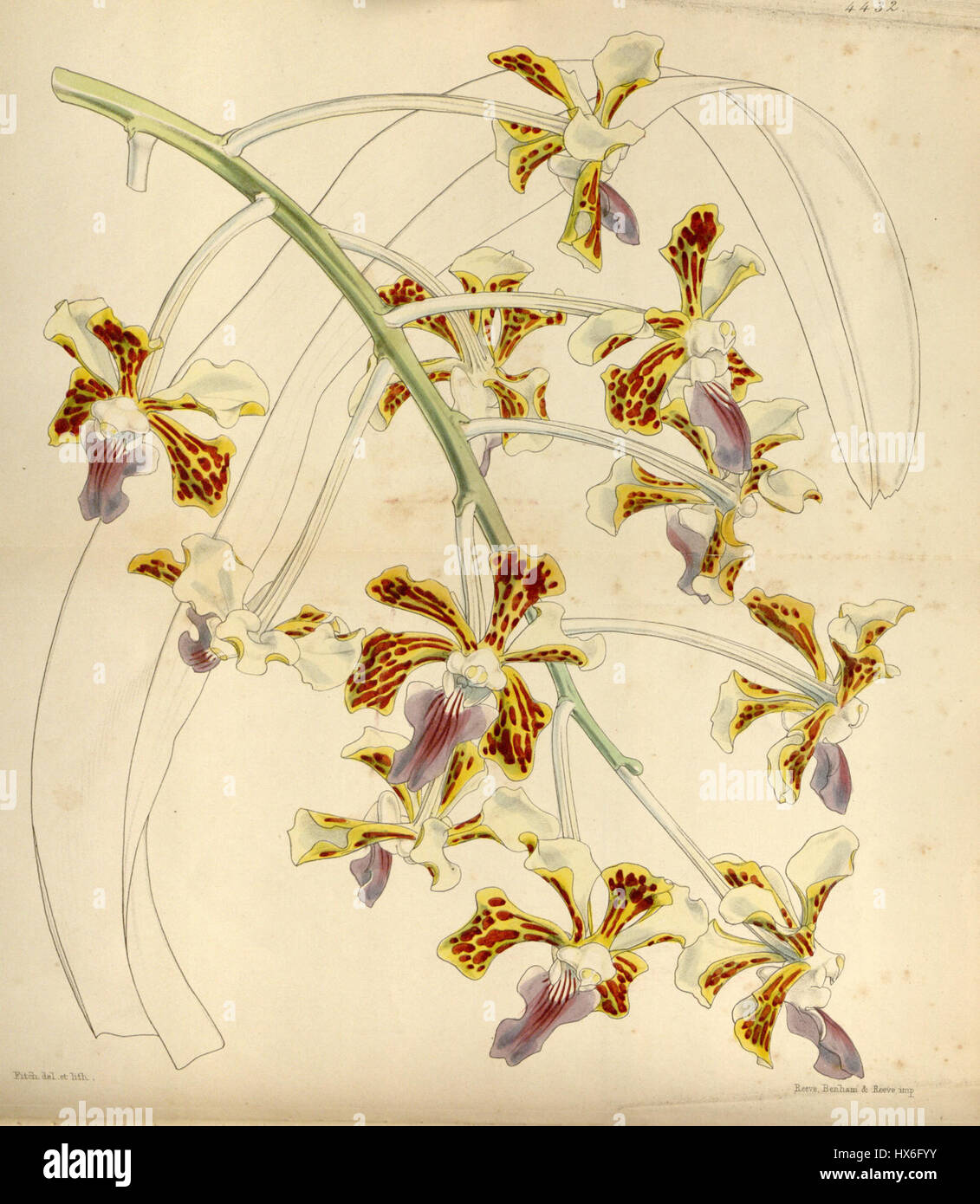 Vanda tricolor Curtis' 75 (Ser. N° 3 5) pl. 4432 (1849) Banque D'Images