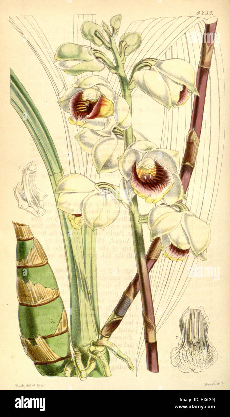 Warrea warreana (anciennement connue sous le nom de Maxillaria warreana) est une espèce d'orchidée décrite dans le magazine Botanical de Curtis en 1846. Cette publication est une ressource importante pour les études botaniques et l'histoire de la classification des plantes. Banque D'Images