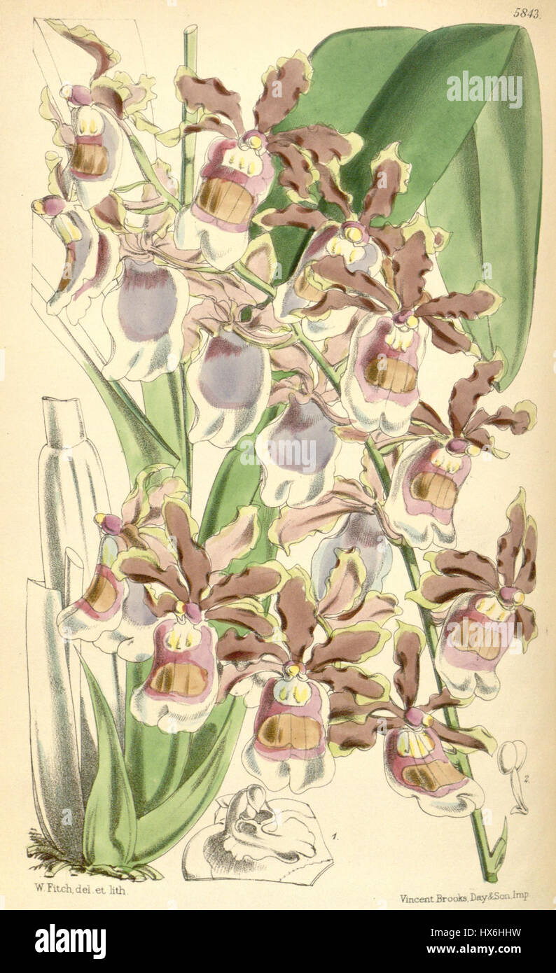 Une illustration du magazine Botanical de Curtis, représentant l'orchidée Oncidium fuscatum, anciennement connue sous le nom de Miltonia warszewiczii. Cette illustration botanique détaillée de 1870 met en évidence les caractéristiques uniques de la plante et sa beauté florale. Banque D'Images