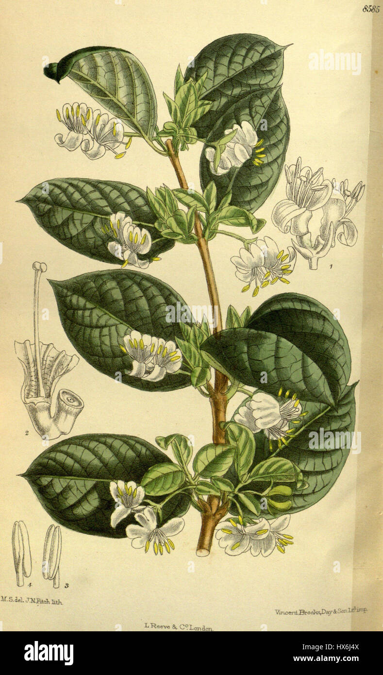 Lonicera fragrantissima, communément appelé chèvrefeuille parfumé, est une espèce de plante à fleurs connue pour ses fleurs odorantes. Il est souvent utilisé dans les jardins pour son parfum et sa valeur ornementale. Banque D'Images