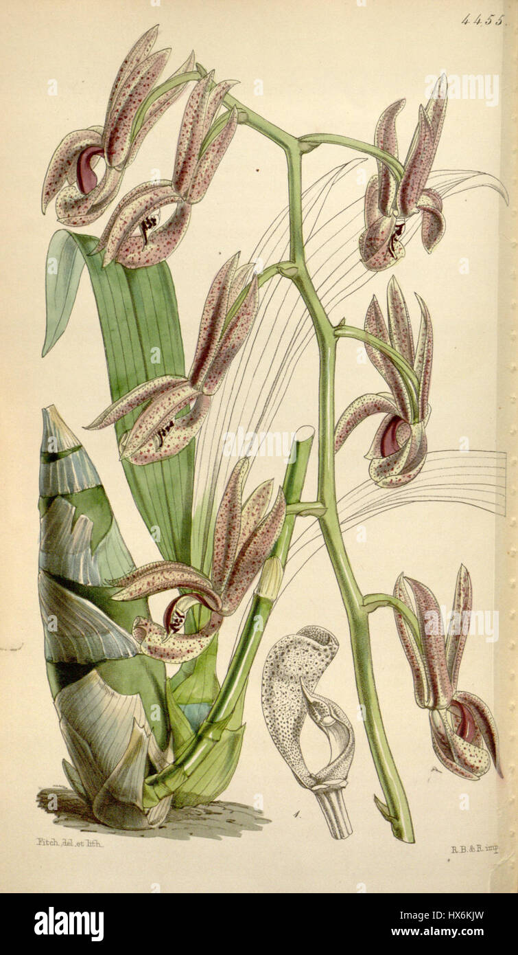 Mormodes buccinator (comme Mormodes lentiginosa) Curtis' 75 (Ser. N° 3 5) pl. 4455 (1849) Banque D'Images