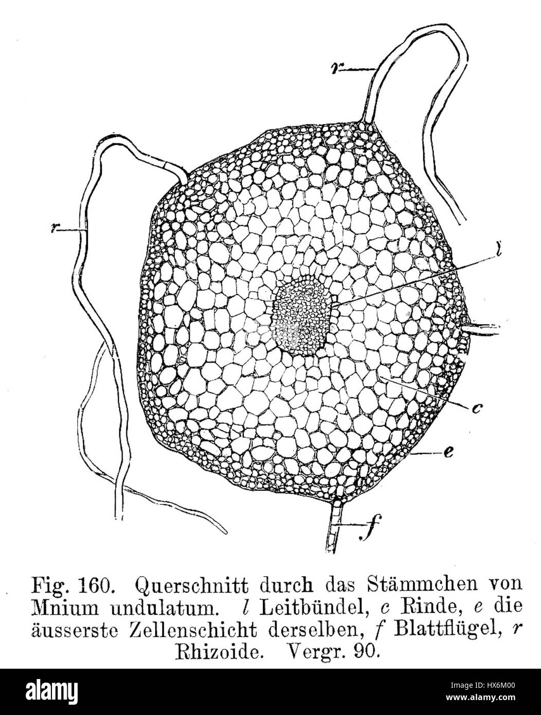 'Mnium undulatum' est une espèce de mousse illustrée par Strasburger en 1900. Le dessin botanique détaillé met en évidence la structure et les caractéristiques distinctives de la plante, donnant un aperçu des études botaniques du début du XXe siècle. Banque D'Images