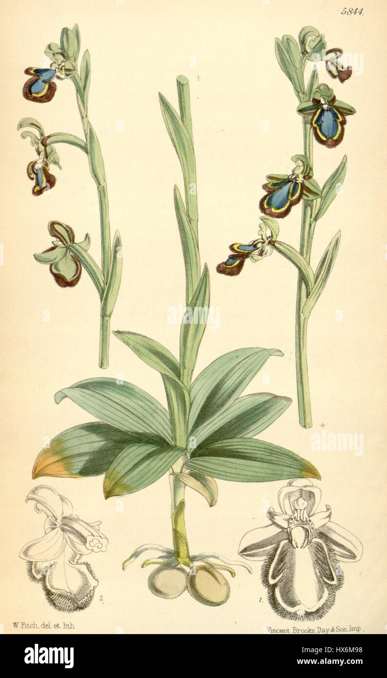 Ophrys spéculum est une espèce d'orchidées illustrée dans le magazine Botanical de Curtis en 1870. Cette espèce est connue pour sa fleur frappante, ressemblant à la forme d'un visage humain, et son motif unique, ce qui en fait un exemple notable dans l'étude de la diversité végétale et de la morphologie florale. Banque D'Images