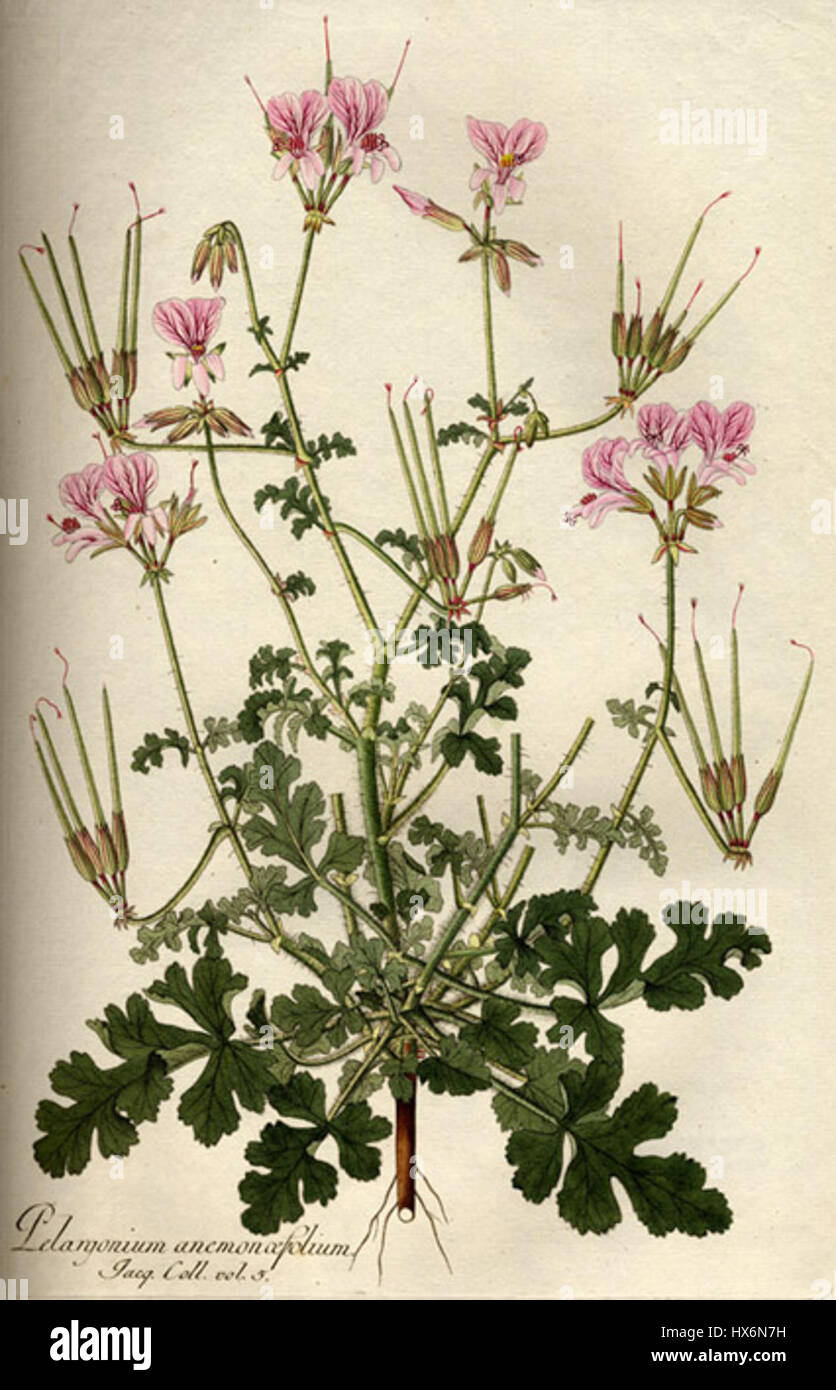 'Pelargonium myrrhifolium var. Myrrhifolium B535' fait référence à une illustration botanique de la plante Pelargonium, en particulier une variété connue pour ses caractéristiques distinctes. L'œuvre met en évidence les aspects botaniques uniques de cette espèce végétale. Banque D'Images