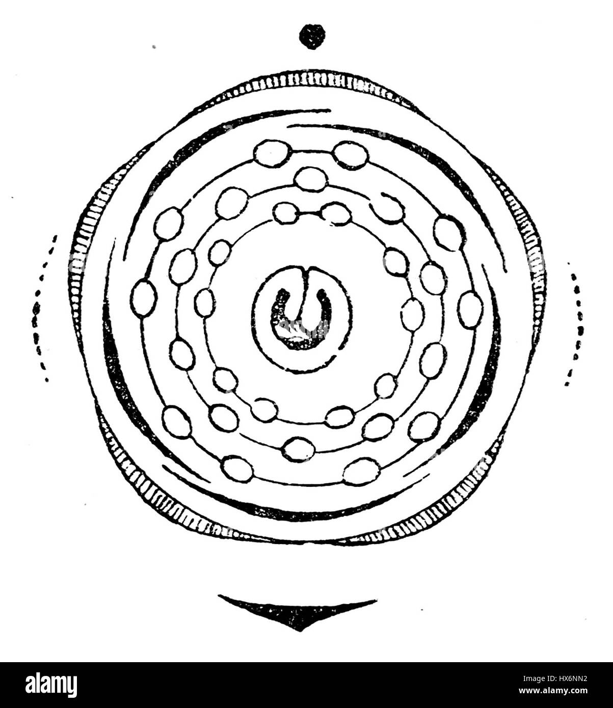 Ce diagramme floral de 'Prunus padus', communément appelé cerise d'oiseau, illustre les détails de ses fleurs. Prunus padus est un arbre à feuilles caduques trouvé dans les régions tempérées et est connu pour ses fleurs blanches parfumées au printemps. Banque D'Images