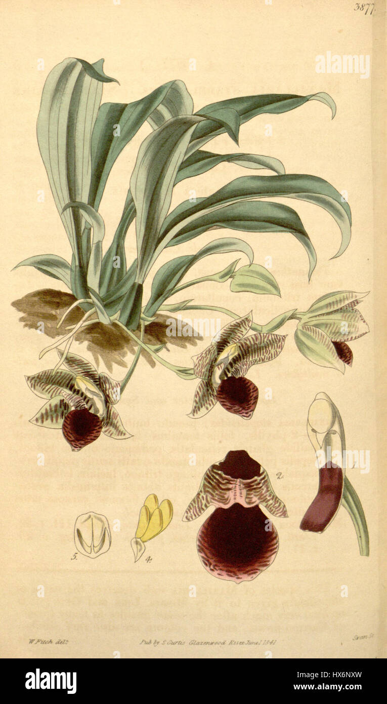 Cette illustration botanique du magazine botanique de Curtis représente la fleur Promenaea stapelioides, anciennement connue sous le nom de Maxillaria stapelioides. Le tirage de 1841 met en valeur la beauté détaillée de l'espèce d'orchidée dans son habitat naturel. Banque D'Images