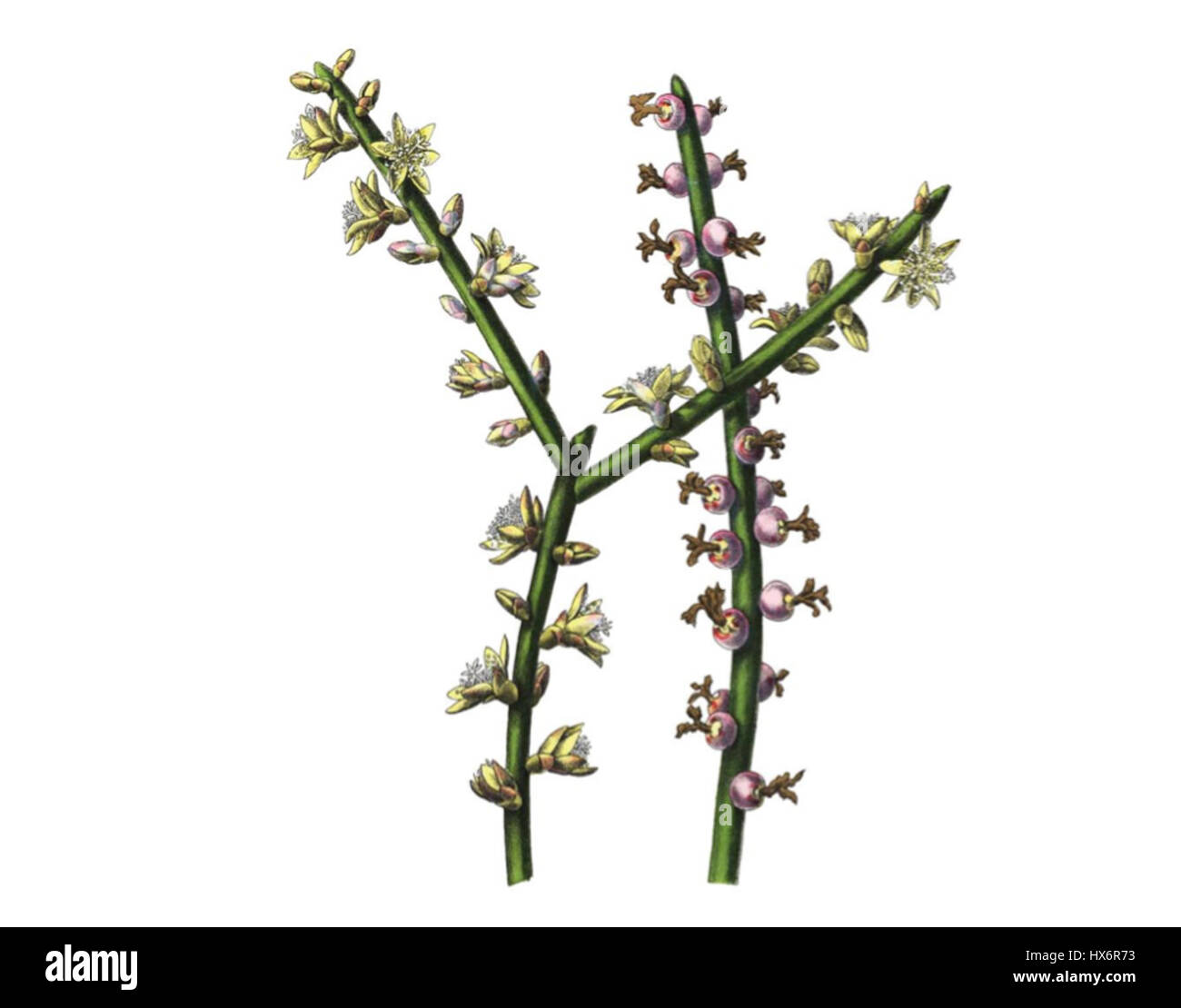 Rhipsalis grandiflora est une espèce de cactus épiphyte originaire des régions tropicales. Connu pour ses longues tiges traînantes et ses fleurs blanches, il prospère dans les environnements ombragés, poussant souvent dans les arbres ou sur les rochers. Banque D'Images