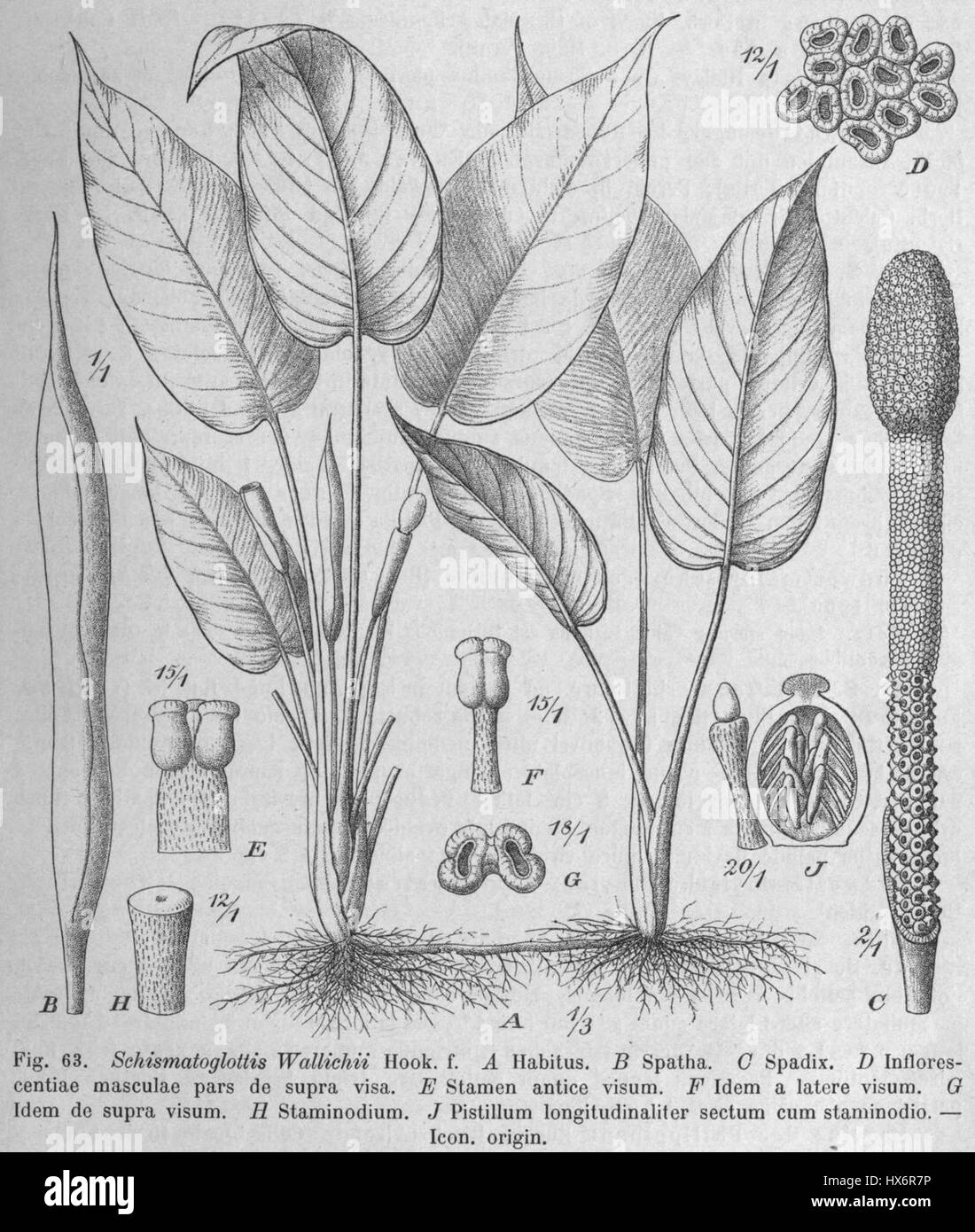 Schismatoglottis wallichii est une espèce de plante à fleurs d'Asie du Sud-est, illustrée dans l'ouvrage de référence botanique 'Das Pflanzenreich'. Cette illustration détaillée met en valeur les caractéristiques uniques de la plante, y compris ses grandes feuilles brillantes et ses fleurs distinctives. Le travail met en lumière la diversité de la vie végétale en Asie du Sud-est et l’importance de la documentation botanique dans la compréhension de la flore. Banque D'Images
