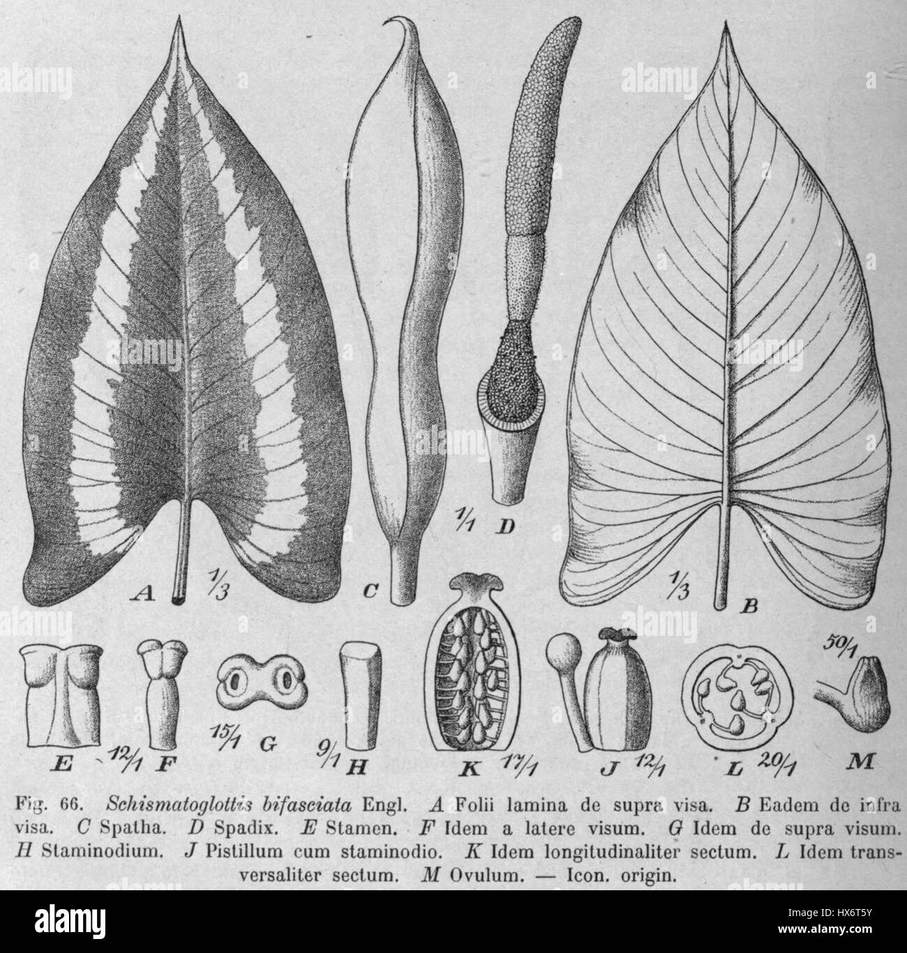 Schismatoglottis bifaciata est une espèce de plante à fleurs décrite dans 'Das Pflanzenreich', une référence botanique. Cette plante est connue pour son aspect distinctif et fait partie de la famille des Araceae. Banque D'Images