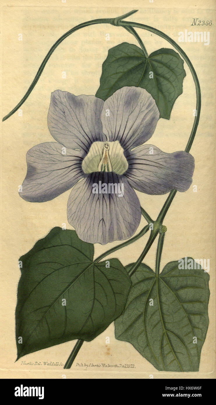 Thunbergia grandiflora est une plante à fleurs originaire des régions tropicales, décrite dans le Botanical Magazine en 1822. La plante est connue pour ses grandes fleurs bleues et ses vignes grimpantes. Banque D'Images