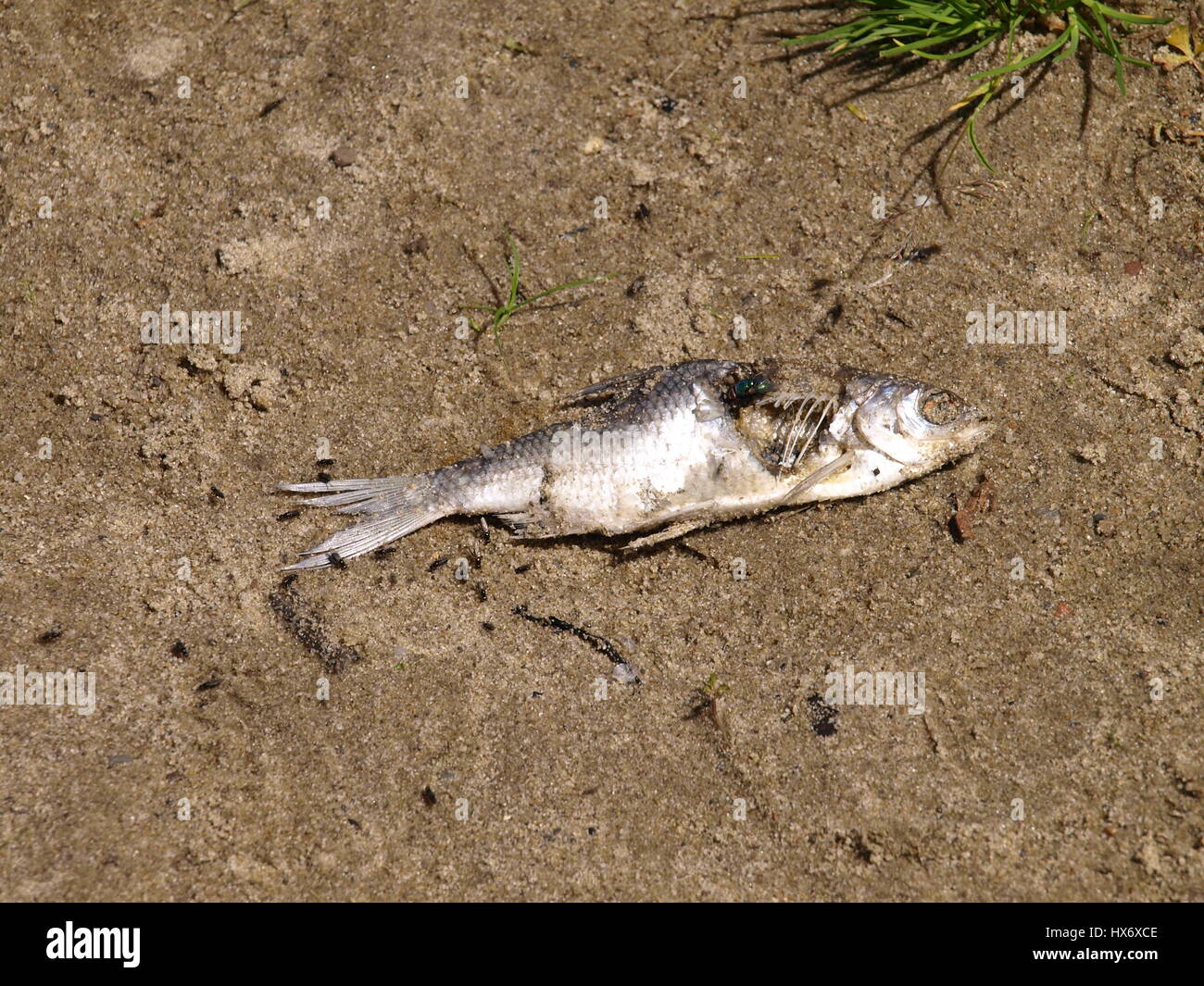 Les poissons morts sur la plage Banque D'Images