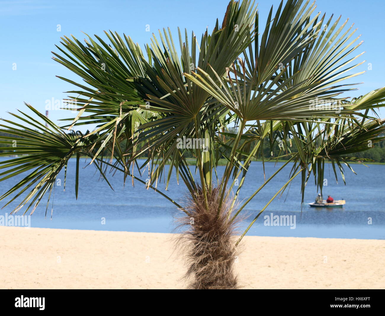 Palm tree on beach Banque D'Images