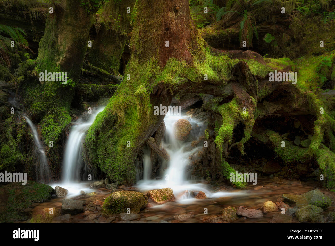 Ruisseau qui coule à travers les racines des arbres. Opal Creek Wilderness. Forêt nationale de Willamette, Oregon Banque D'Images
