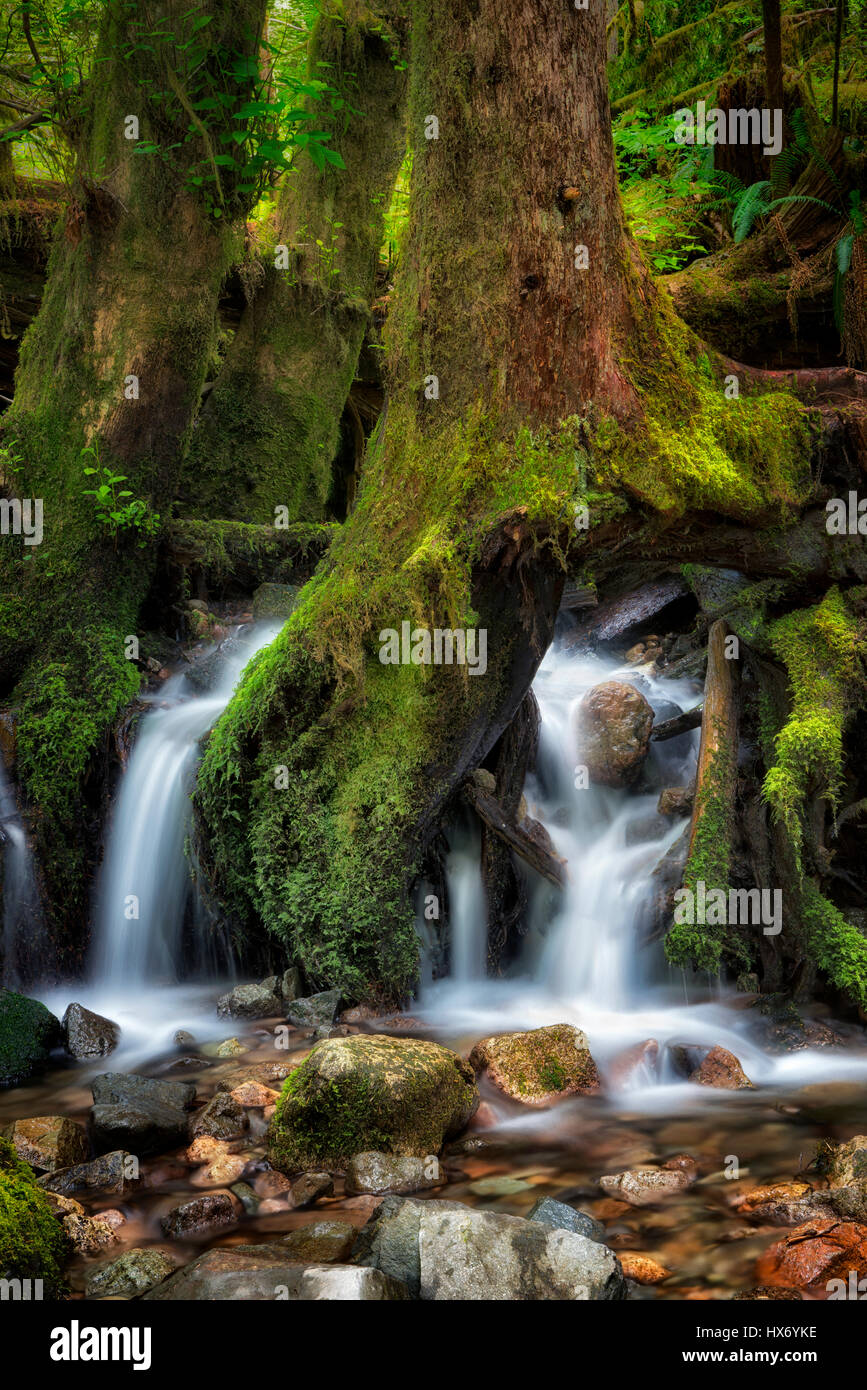 Ruisseau qui coule à travers les racines des arbres. Opal Creek Wilderness. Forêt nationale de Willamette, Oregon Banque D'Images